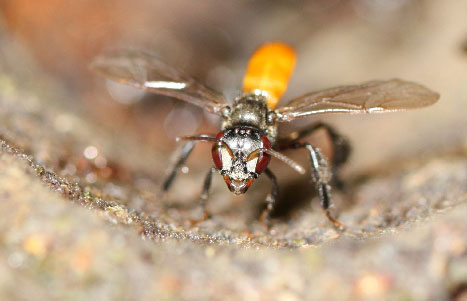 Trigona fulviventris, fuente El PAN (Programa de Abejas Nativas) del CINAT.