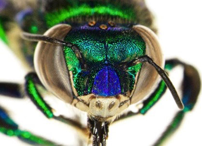 Euglossa heterosticta, fuente Museo Nacional de Costa Rica.