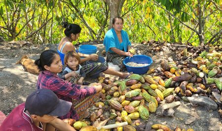 CATIE celebrará Congreso Internacional de Cacao Sostenible y Resiliente