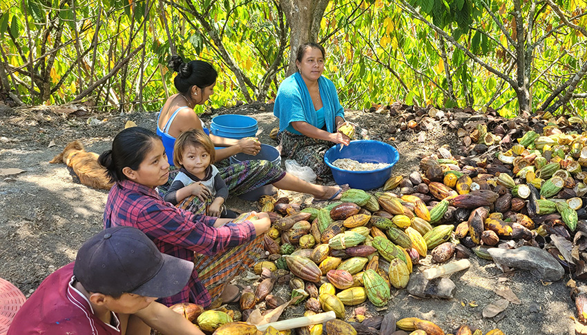 Mujeres de la comunidad Tzalamtun, Cahabón, Alta Verapaz, Proyecto CATIE – Cacao - KoLFACI Secundarias en orden (Diversidad Genetica y recetas Ancestrales)