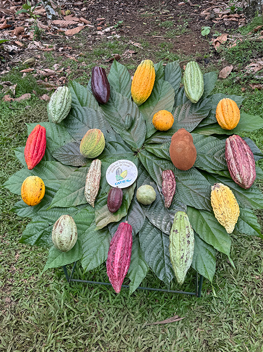 Maqueta muestra la diversidad genética del cacao, del Programa de Mejoramiento Genético de Cacao, del CATIE