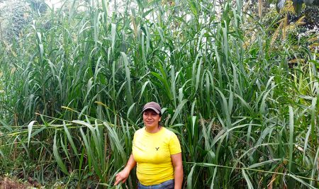 Proyecto PARES: la apuesta por soluciones basadas en la naturaleza para construir paz y resiliencia climática en América Latina