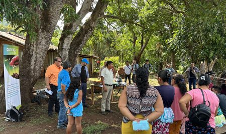 Ahuachapán, El Salvador, avanza hacia una agricultura más resiliente con 900 hectáreas de sistemas agroforestales con granos básicos