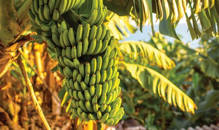 Nueva oportunidad para quienes trabajan con banano, abacá o plátano entre otras musáceas